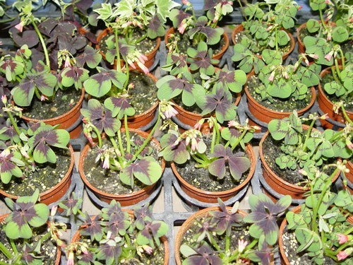 Shamrock Clover, Lucky 'Iron Cross'