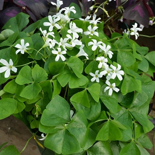 Limoenklaver, Groene ssp papilionacea