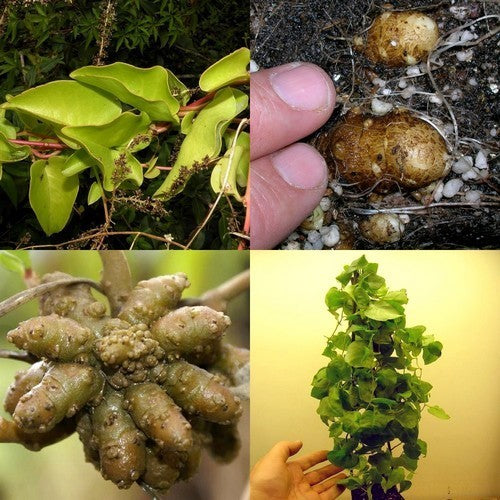 Madeira Vine