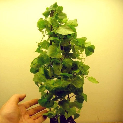 Madeira Vine
