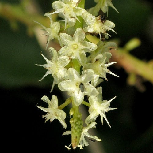 Madeira Vine