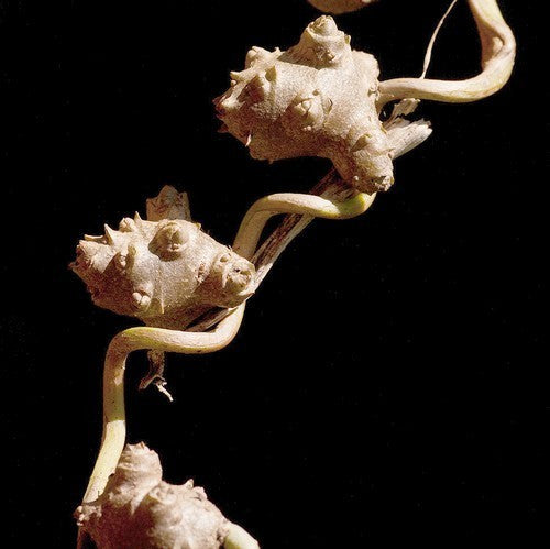 Madeira Vine