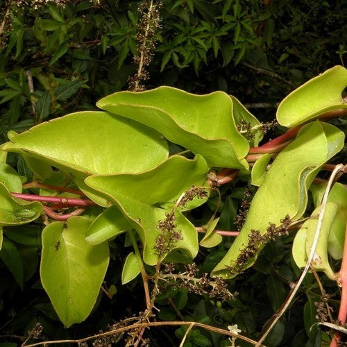 Madeira Vine