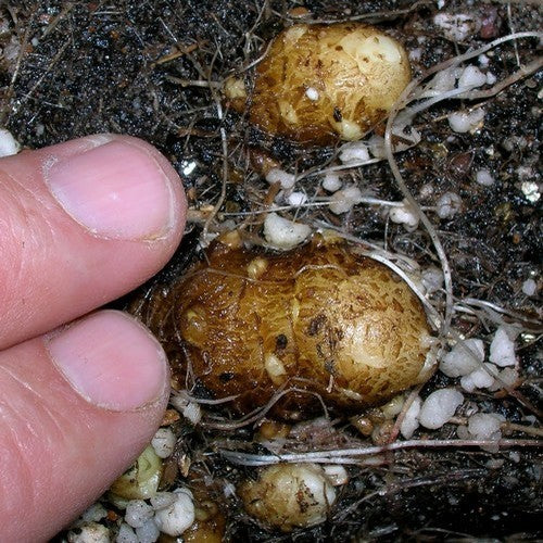 Madeira Vine