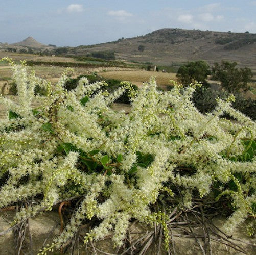 Madeira Vine
