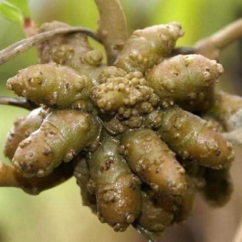 Madeira Vine