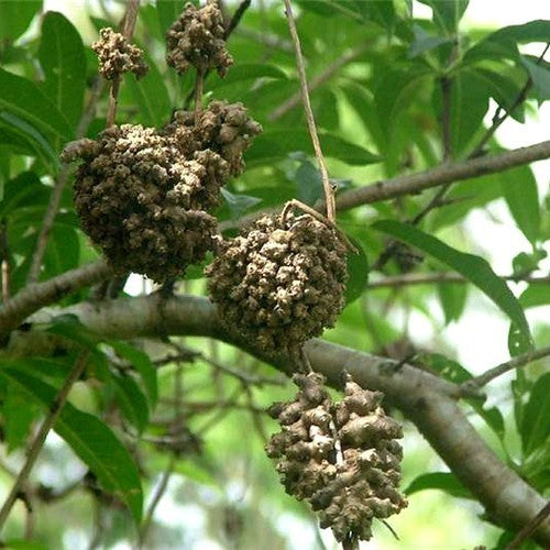 Madeira Vine