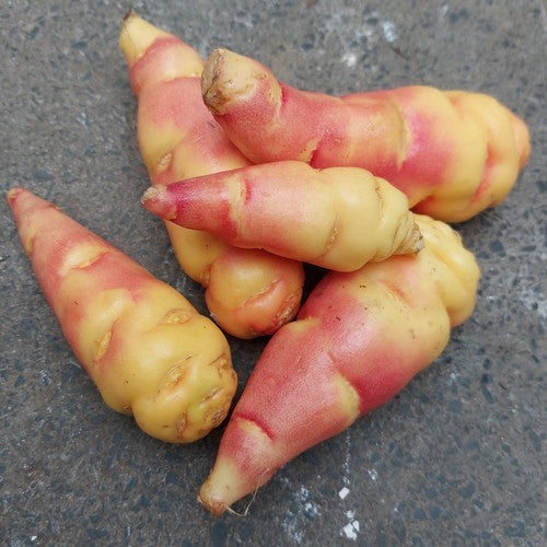 Mashua 'Orange' / 'Noeki's Blush'