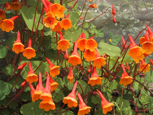 Mashua 'Orange' / 'Noeki's Blush'