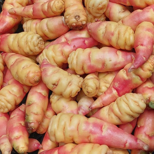 Mashua 'Orange' / 'Noeki's Blush'