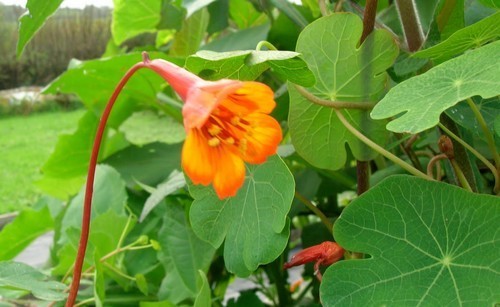 Mashua 'Orange' / 'Noeki's Blush'
