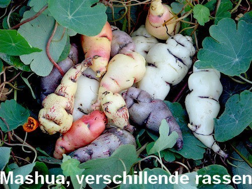 Mashua 'Orange' / 'Noeki's Blush'
