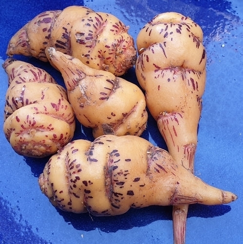 Mashua 'Purple Striped'