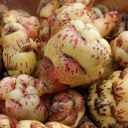 Mashua 'Purple Striped'