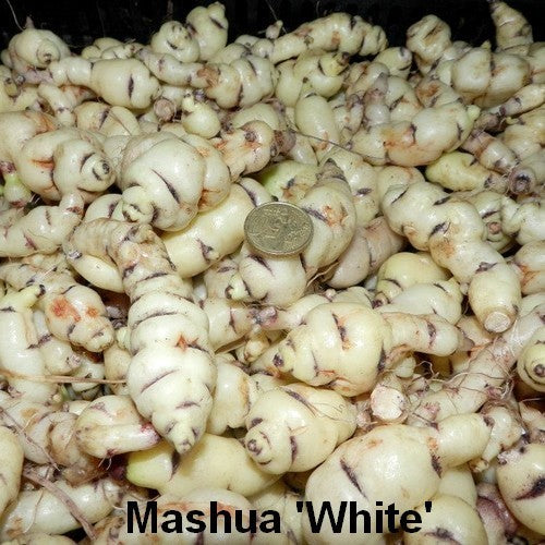 Mashua 'White'