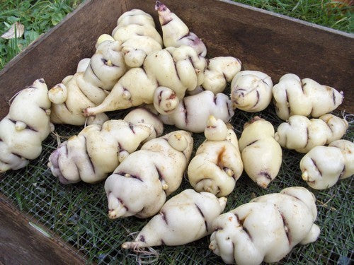 Mashua 'White'