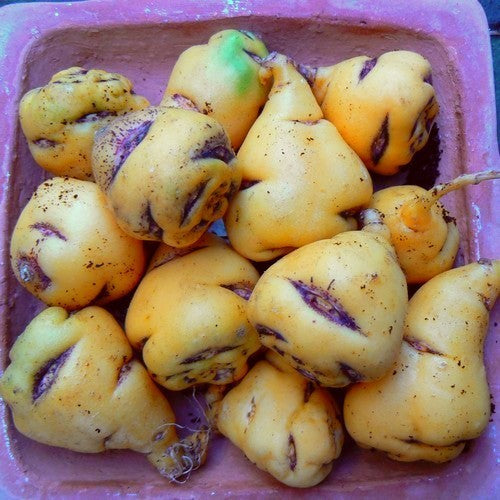 Mashua 'Lima'