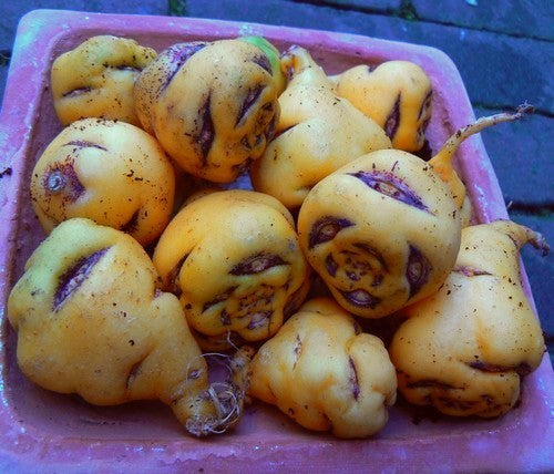 Mashua 'Lima'