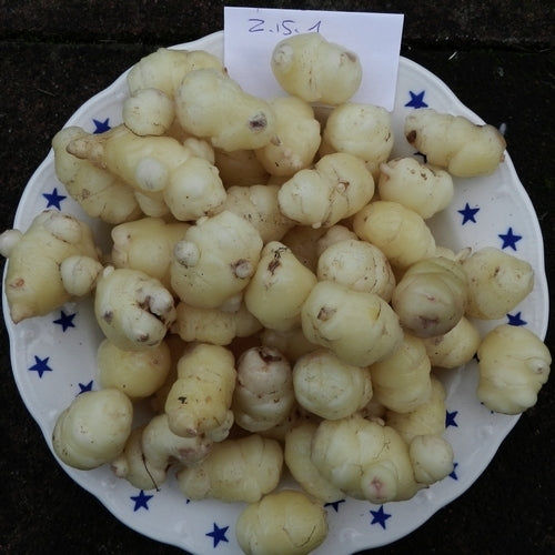 Oca 'Abundant Mimic White' / 'Mimic White'