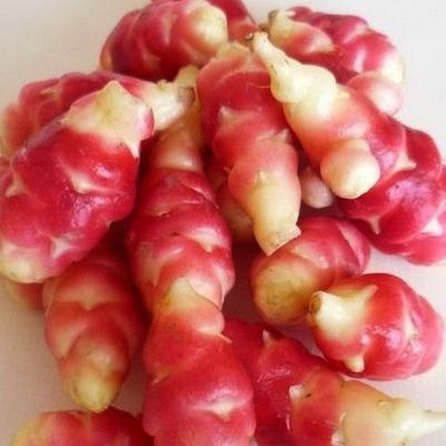 Oca 'Crimson & Gold'