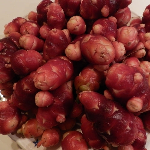 Oca 'Adorable Red Cardinal' / 'Red Cardinal'