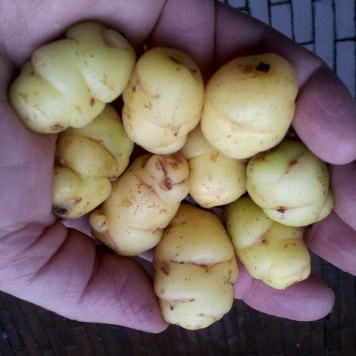 Oca 'Albino' / 'White' / 'Cream'