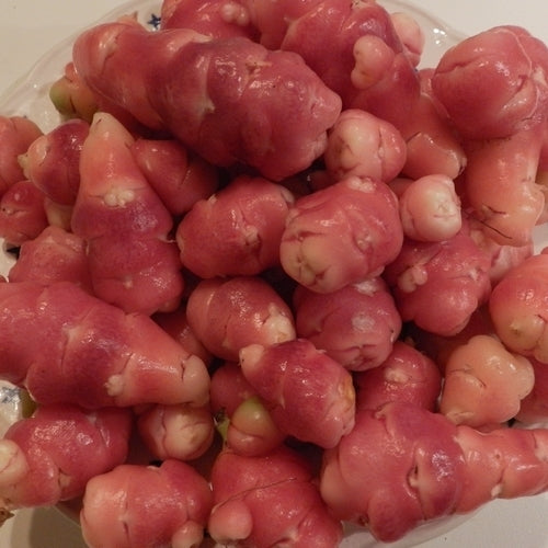 Oca 'Bubble Gum'