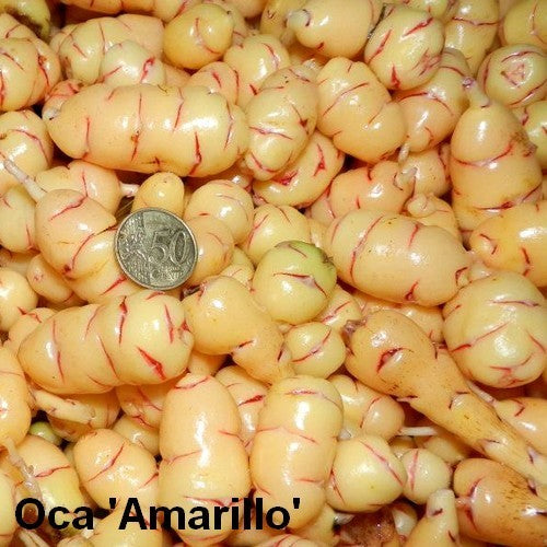 Oca 'Amarillo'