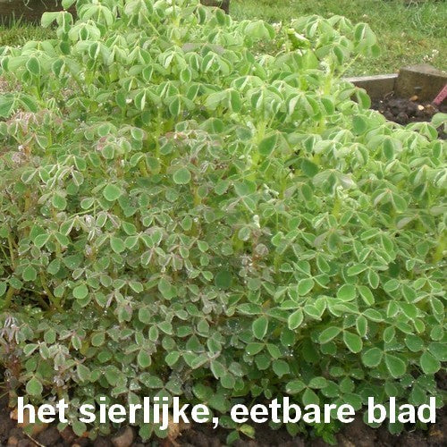 Oca 'Amarillo'