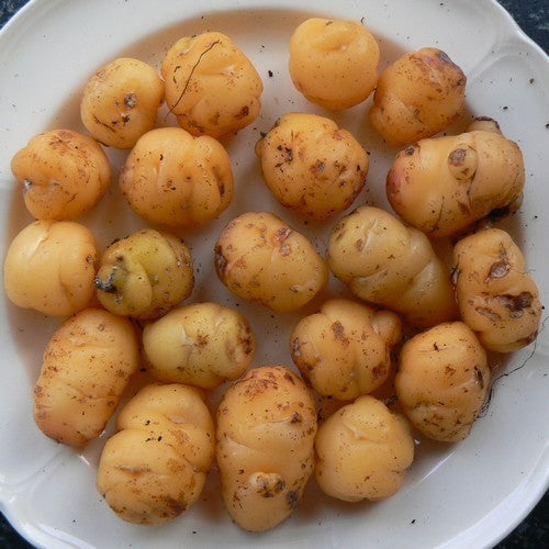 Oca 'Fourteen'