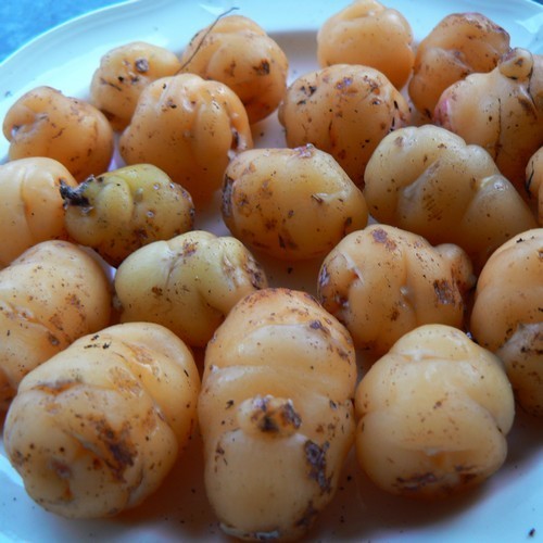Oca 'Fourteen'