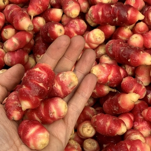 Oca 'New Zealand'
