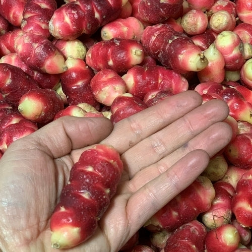 Oca 'New Zealand'