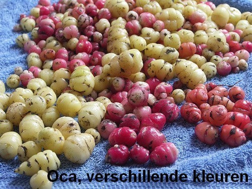 Oca 'New Zealand'