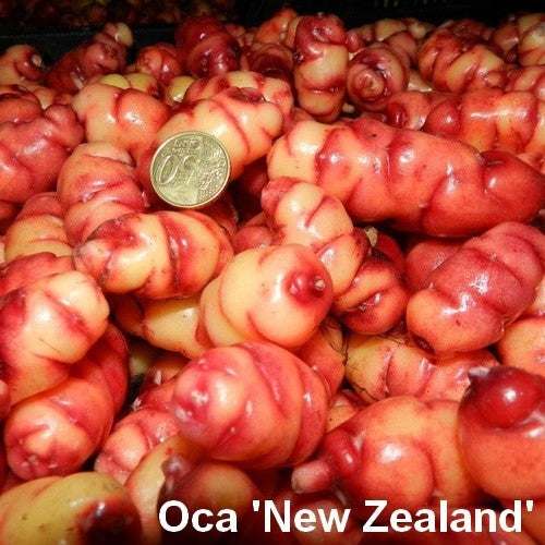 Oca 'New Zealand'