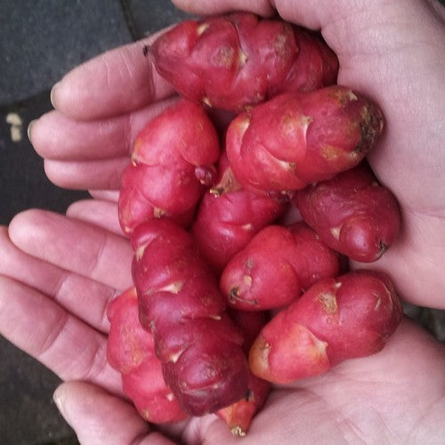 Oca 'Mexican Red' / 'Red Cardinal'