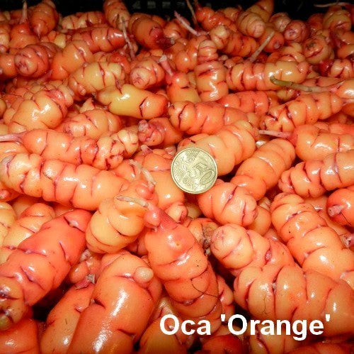 Oca 'Orange Admirable' / 'Sillustani'