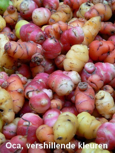 Oca 'Orange Admirable' / 'Sillustani'
