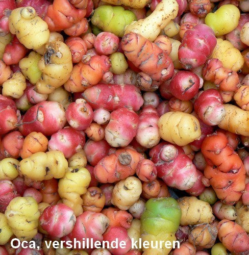 Oca 'Orange Admirable' / 'Sillustani'