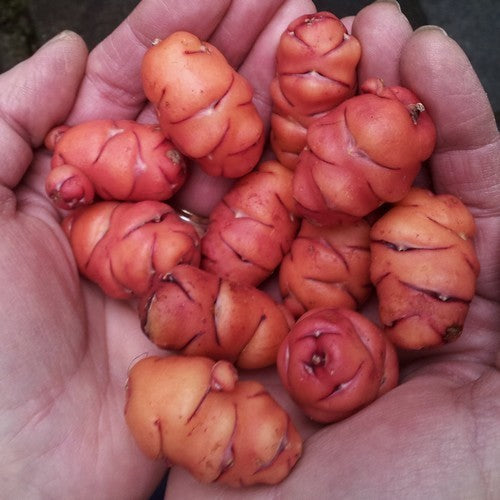 Oca 'Orange Beauty'