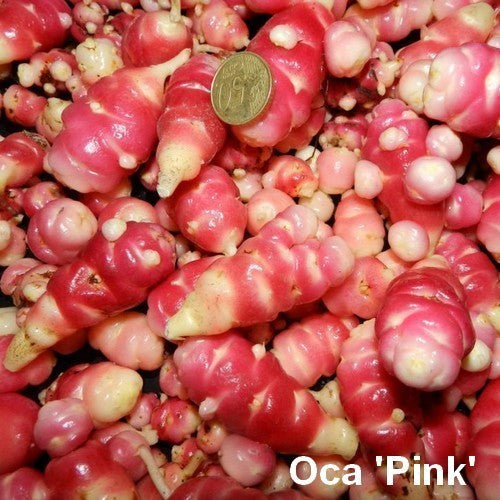 Oca 'Pink Perfection'