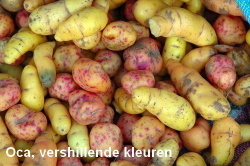 Oca 'Pink Perfection'