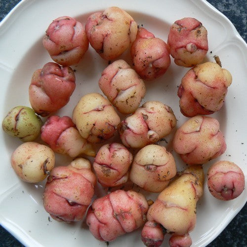 Oca 'Twenty-Three'