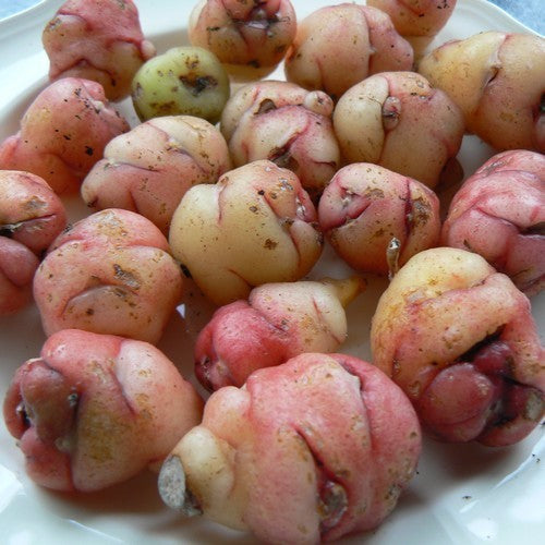 Oca 'Twenty-Three'