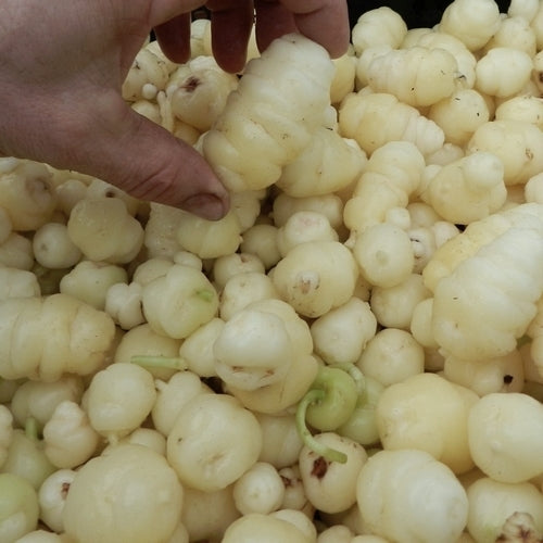 Oca 'White Wonder'