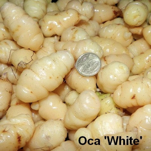 Oca 'White Wonder'