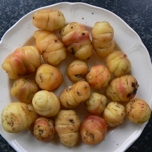 Oca 'Yellow Pink Flame'