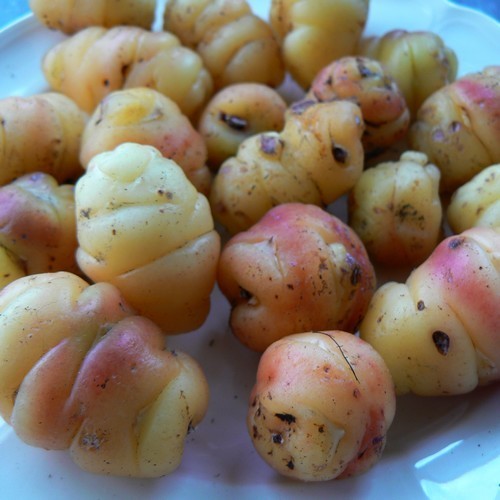 Oca 'Yellow Pink Flame'
