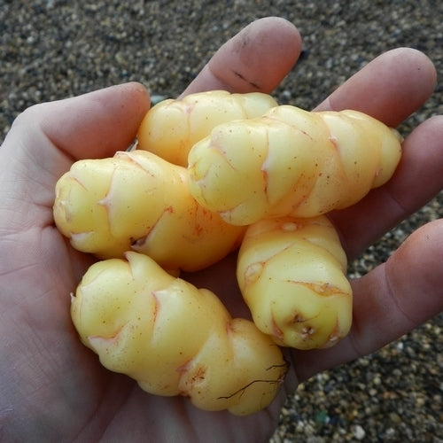 Oca 'Sweet Meadow'