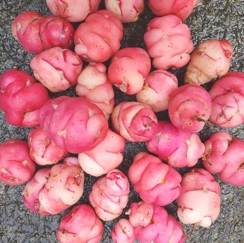Oca 'Zoetewei Pink'